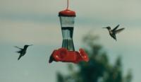 Copy of Hummingbirds2000.jpg